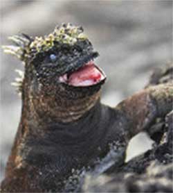 iguana-marina