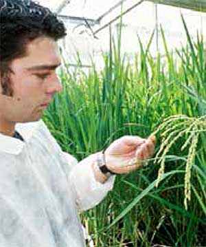 arroz-modificado-genetica