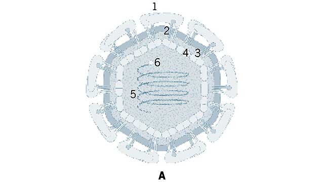 virus-nilo-occidental-seccion-transversal-
