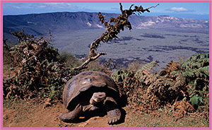 tortugas-islas-galapagos