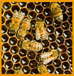 colmena-abejas