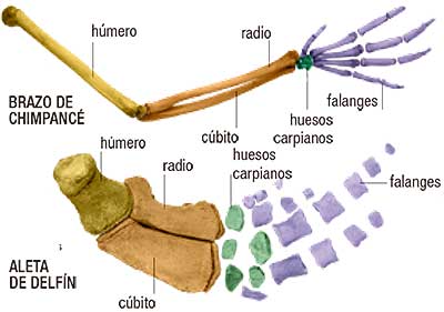 brazos-aletas-evolucion