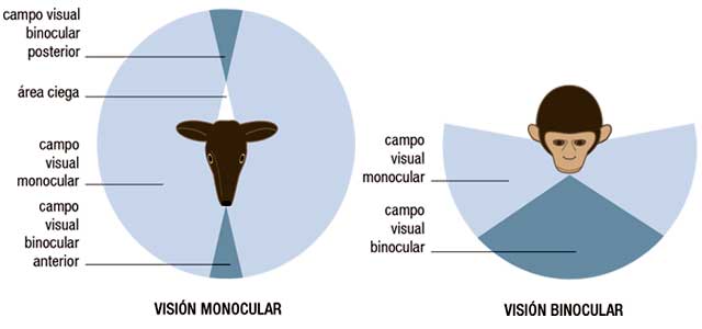 campo-visual