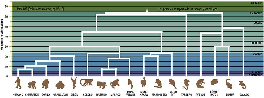 evolucion-primates