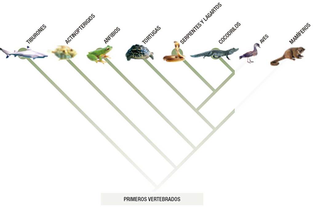 evolucion-primeros-vertebrados
