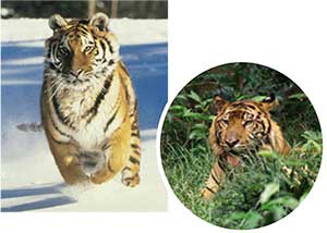 variacion-geografica-tigres