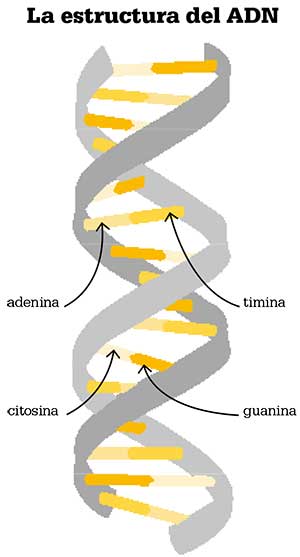 ADN: estructura y descubrimiento |