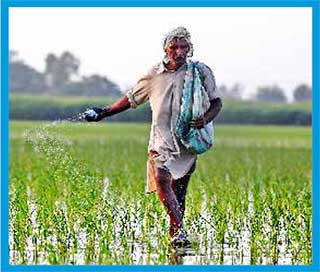 cultivo-arroz-india