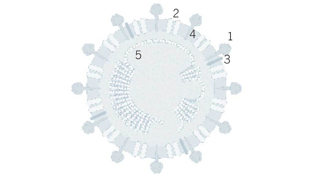 coronavirus-sras-seccion-transversal