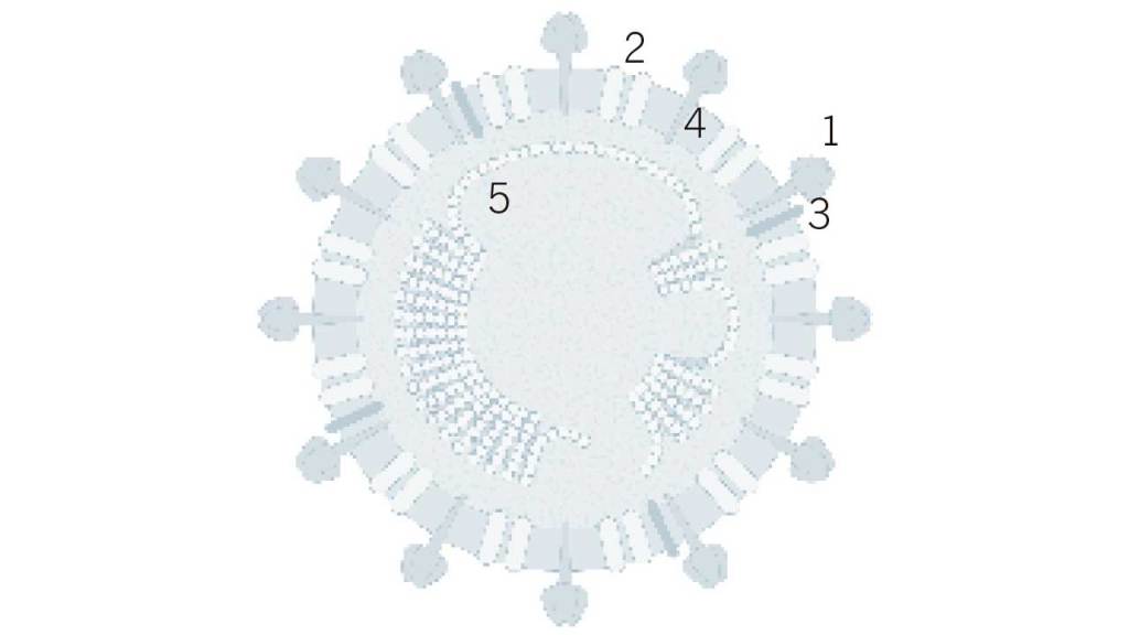 coronavirus-sras-seccion-transversal
