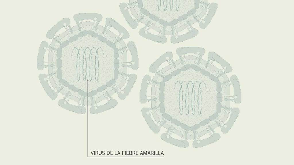 virus-fiebre-amarilla