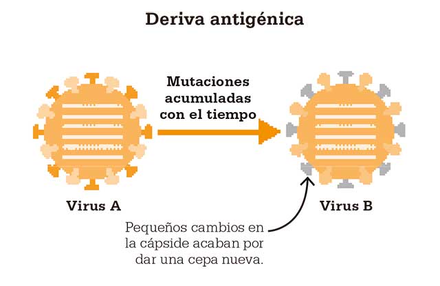 Deriva antigénica